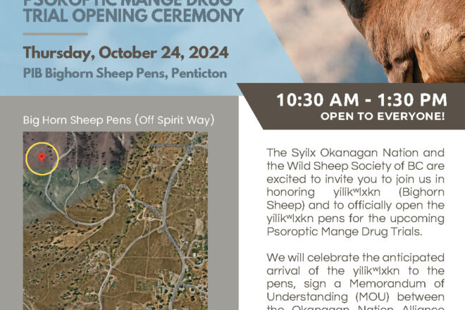 yilíkʷlxkn (Bighorn Sheep) Psoroptic mange drug trial opening ceremony